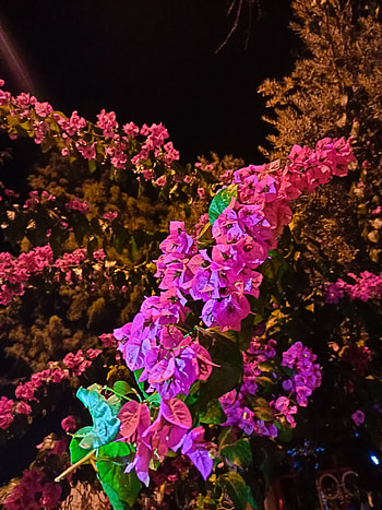 Çiçek, gece, çiçek, pembe HD phone wallpaper