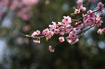 Blur, bokeh, cherry blossom, spring, flowers, pink HD wallpaper
