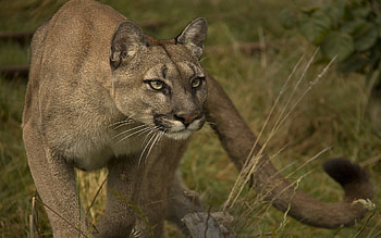 Cougar, Wildlife , Remarkable visuals, Wildcat enthusiasts HD wallpaper