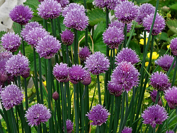 Pink chives, , Peakpx, Food HD wallpaper