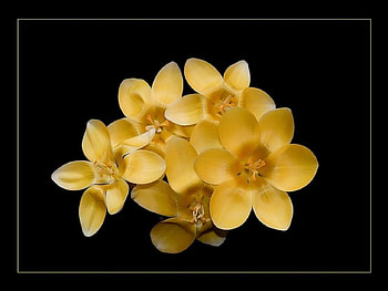 Bouquet, black, yellow HD wallpaper