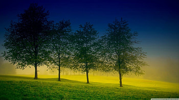 Four trees, scene, landscape, , spring, tree, mist, fog, field, foggy, nature HD wallpaper
