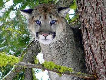 Beautiful Cougar, animal, animals, cougar, cats, cat HD wallpaper