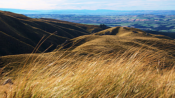 Nature, Sky, Field, Hills, Ears, Dahl, Distance, Spikes HD wallpaper