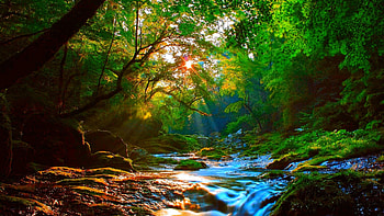 Tree, Greenery, Sunshine, , Stream, Forest HD wallpaper