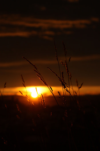Nature, Sunset, Grass, Sun, Dark HD phone wallpaper