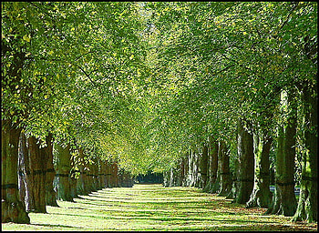 Lime tree lane, sunny, rows of trees, leaves, green, branches, trees, walkway HD wallpaper