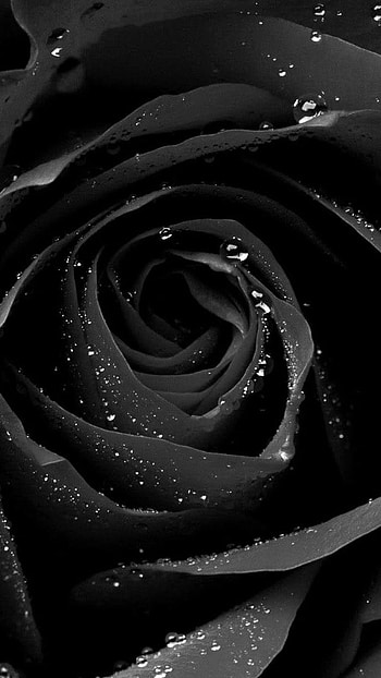 Black Flowers, Rose Petals HD phone wallpaper