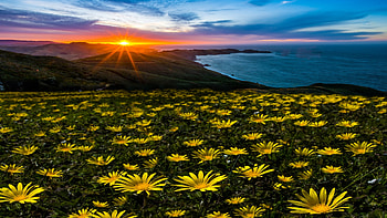 Marin Headlands Peninsula, California, sea, blossoms, clouds, colors, sky, spring, usa, sunset HD wallpaper
