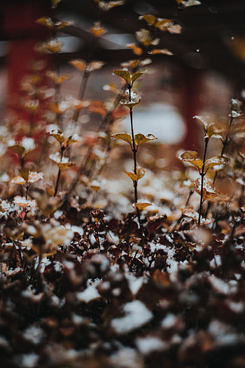 Plants, Snow, Macro, Blur, Smooth HD phone wallpaper