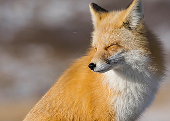 Animals, Fox, Muzzle, Sight, Opinion HD wallpaper