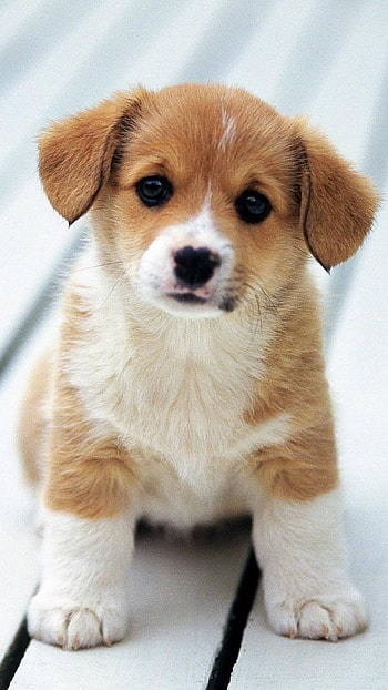 Cute Dog, Labra Puppy HD phone wallpaper