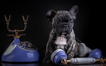 Hallo!, blue, animal, dog, puppy, black, french bulldog HD wallpaper