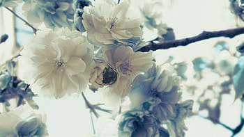 Plants, Flowers HD wallpaper