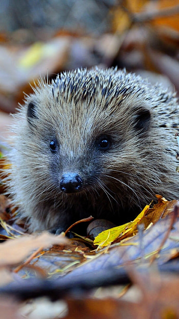 Cute hedgehog, Quills and spines, Nature's scurrying critter, Adorable animal HD phone wallpaper