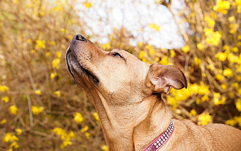 Animals, Dog, Muzzle, Collar, Curiosity HD wallpaper