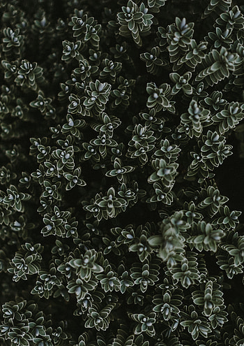 Plants, Nature, Leaves, Lots Of, Multitude HD phone wallpaper