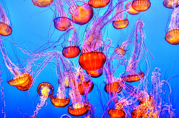 Treating jellyfish stings, Popular Science advice, Proven remedies, Correcting misconceptions HD wallpaper