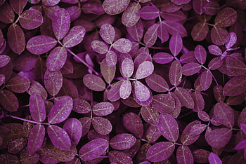 Bright leaves, frost HD wallpaper