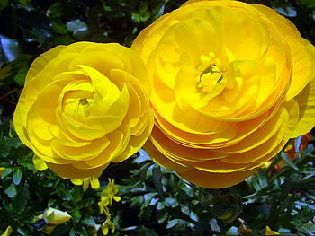 Layers of Petals, rose, sky, nature, flower HD wallpaper