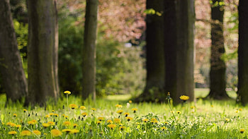 Nature, Flowers, Grass, Dandelions HD wallpaper
