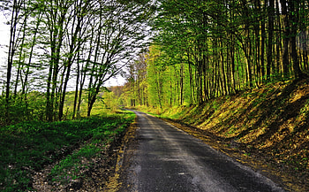 Beautiful Road, green, trees, sky, road, forests, beautiful, nature HD wallpaper