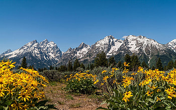 Grand Teton Arrow Leaf Balsamroot, blossoms, landscape, sky, flowers, usa, wyoming HD wallpaper