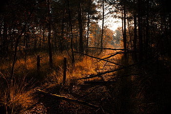 Nature, Trees, Grass, Forest, Driftwood HD wallpaper