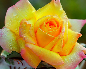 Yellow rose, rose, flowers, petals, yellow HD wallpaper