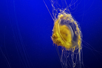 Animals, Sea, Jellyfish, Ocean, Underwater World, Tentacles HD wallpaper