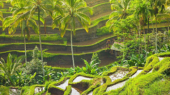 Ubud Rice Terraces, Balinese landscape, , Stunning backgrounds HD wallpaper