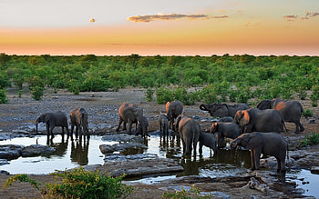 Animals, Water, Trees, Grass, Sky, Elephants, Thirst HD wallpaper