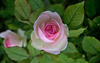 Rose, plant, pink, flower HD wallpaper