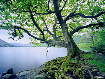 Landscape, Trees, Lakes HD wallpaper