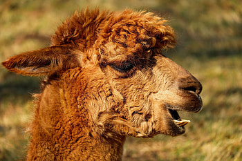 Close-up alpaca, Detailed beauty, Nature's wonders, Intricate features HD wallpaper