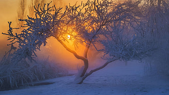 Misty Sunrise, sun, snow, winter, colors, trees, sky HD wallpaper