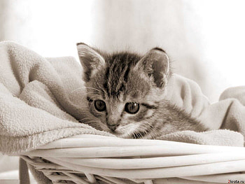 Small cat, sweet, kitten, cat, feline HD wallpaper