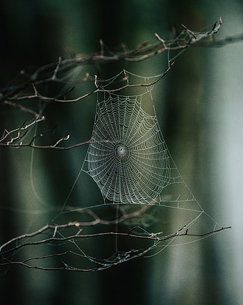 Nature, Web, Macro, Branches, Focus HD phone wallpaper