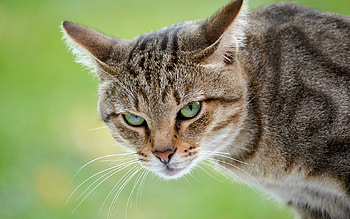 Cat, Animals, Background, Muzzle, Anger HD wallpaper