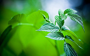 Grass, Leaves, Plant, Macro, Shine, Light HD wallpaper