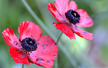 Flowers, Drops, Macro, Petals, Dew HD wallpaper