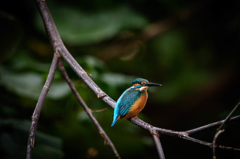 Animals, Bird, Multicolored, Motley, Branch, Wildlife HD wallpaper