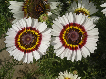 Colorful flowers, beautiful, nature, flowers HD wallpaper