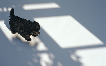 Animals, Curly, Puppy HD wallpaper