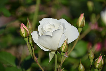 Flowers, Rose Flower, Rose, Bloom, Flowering, Buds, Stem, Stalk HD wallpaper