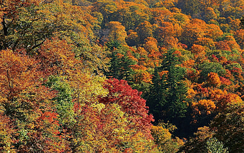 Nature, Trees, Autumn, View From Above HD wallpaper
