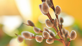 Plants, Flowers, Trees HD wallpaper