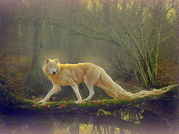 Wolf, fantezie, alb, toamna, lupul HD wallpaper