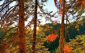 Inside the woods, Acheloos Valley, Greece, leaves, mountains, fall, trees, landscape, colors HD wallpaper