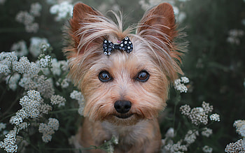Yorkshire Terrior, dog, animal, terrior, yorkshire HD wallpaper